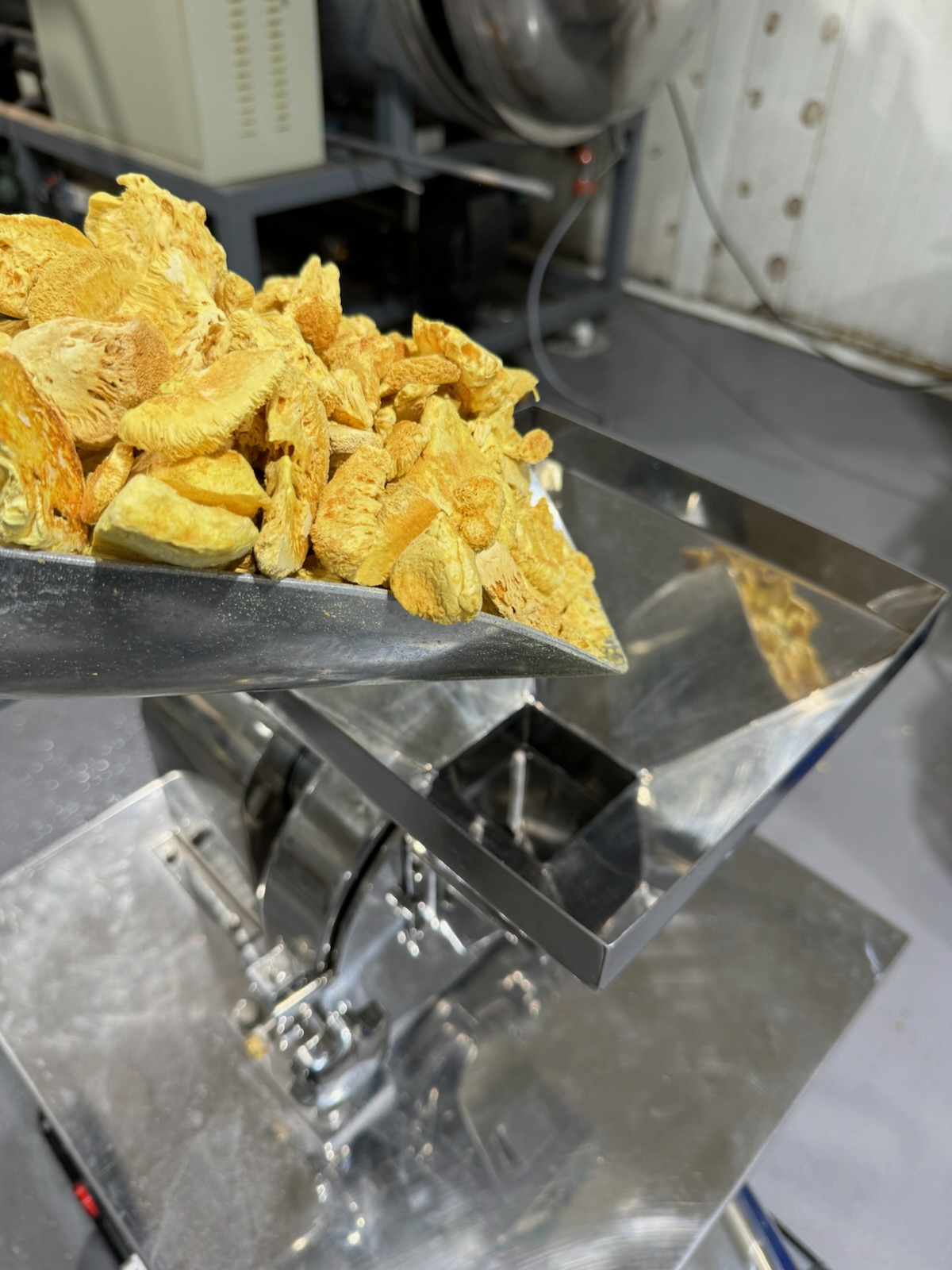 Freeze-dried Lion's Mane being processed