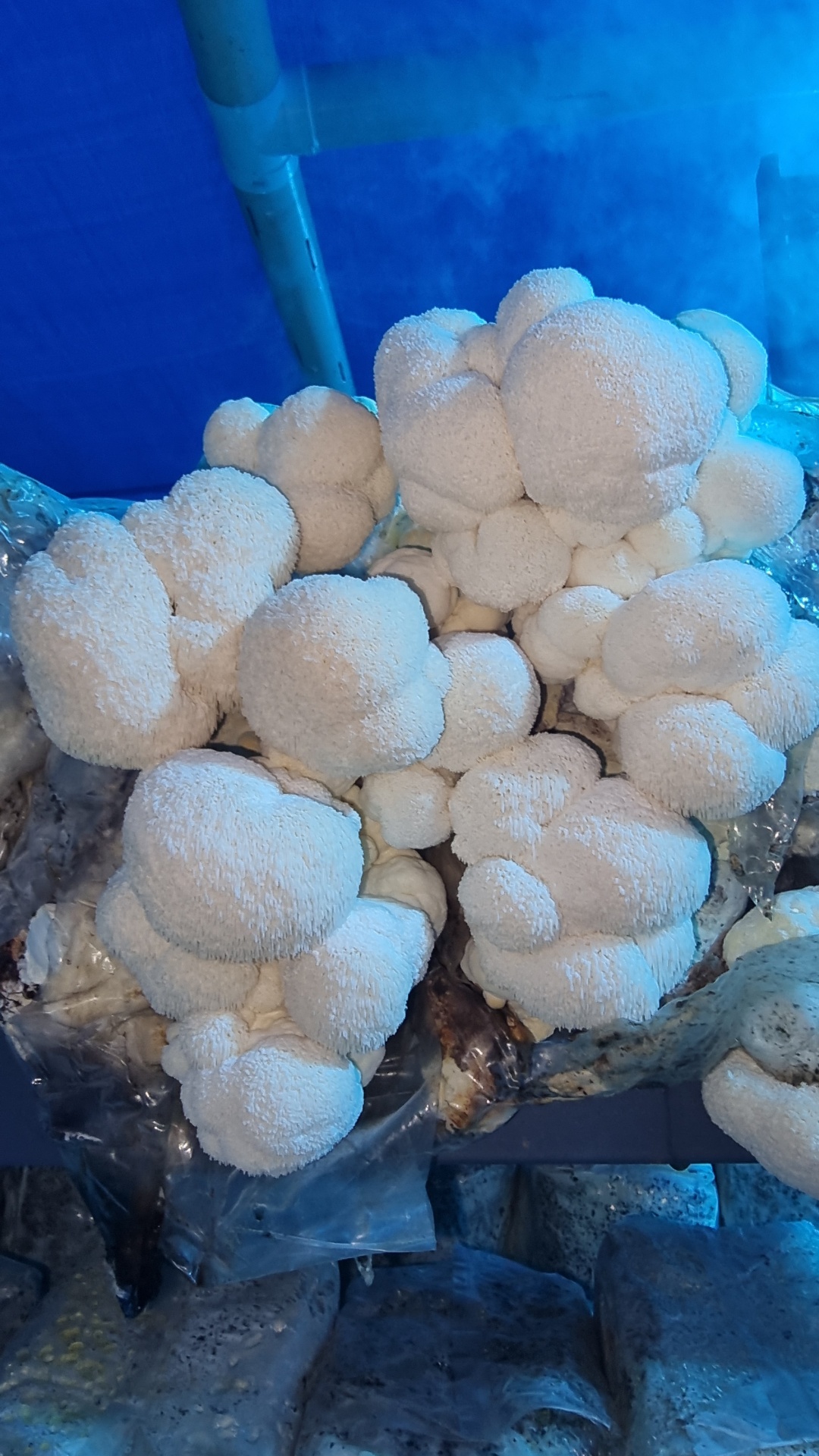 Dense cluster of Lion's Mane fruiting bodies