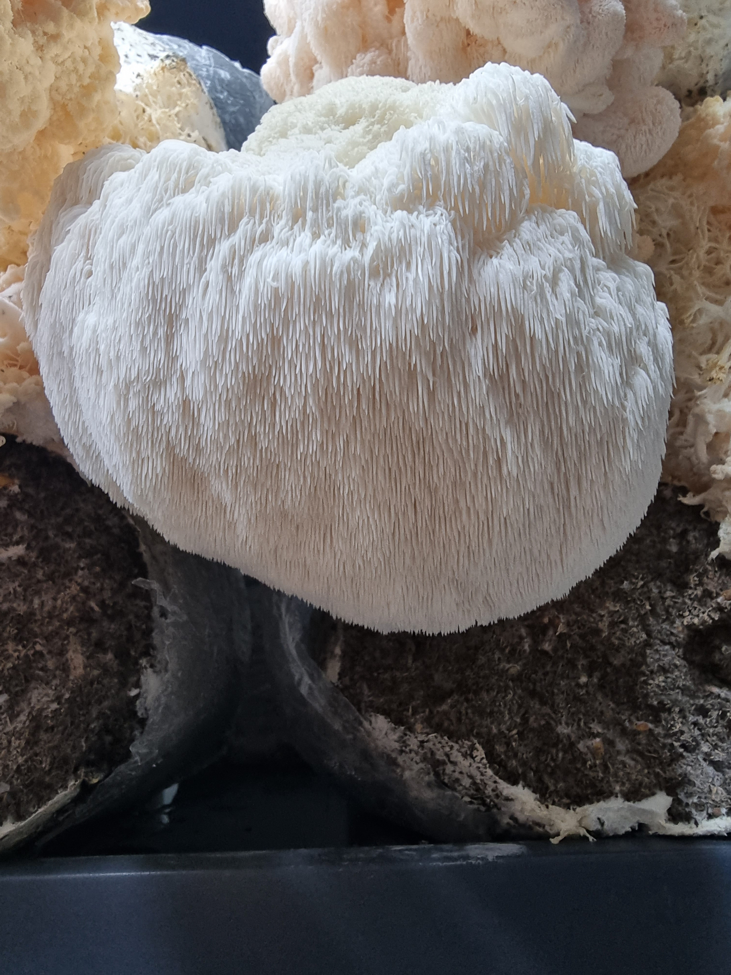 Close-up of a single Lion's Mane fruiting body