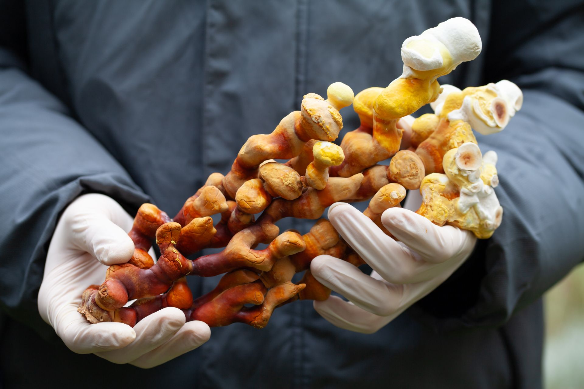 Reishi