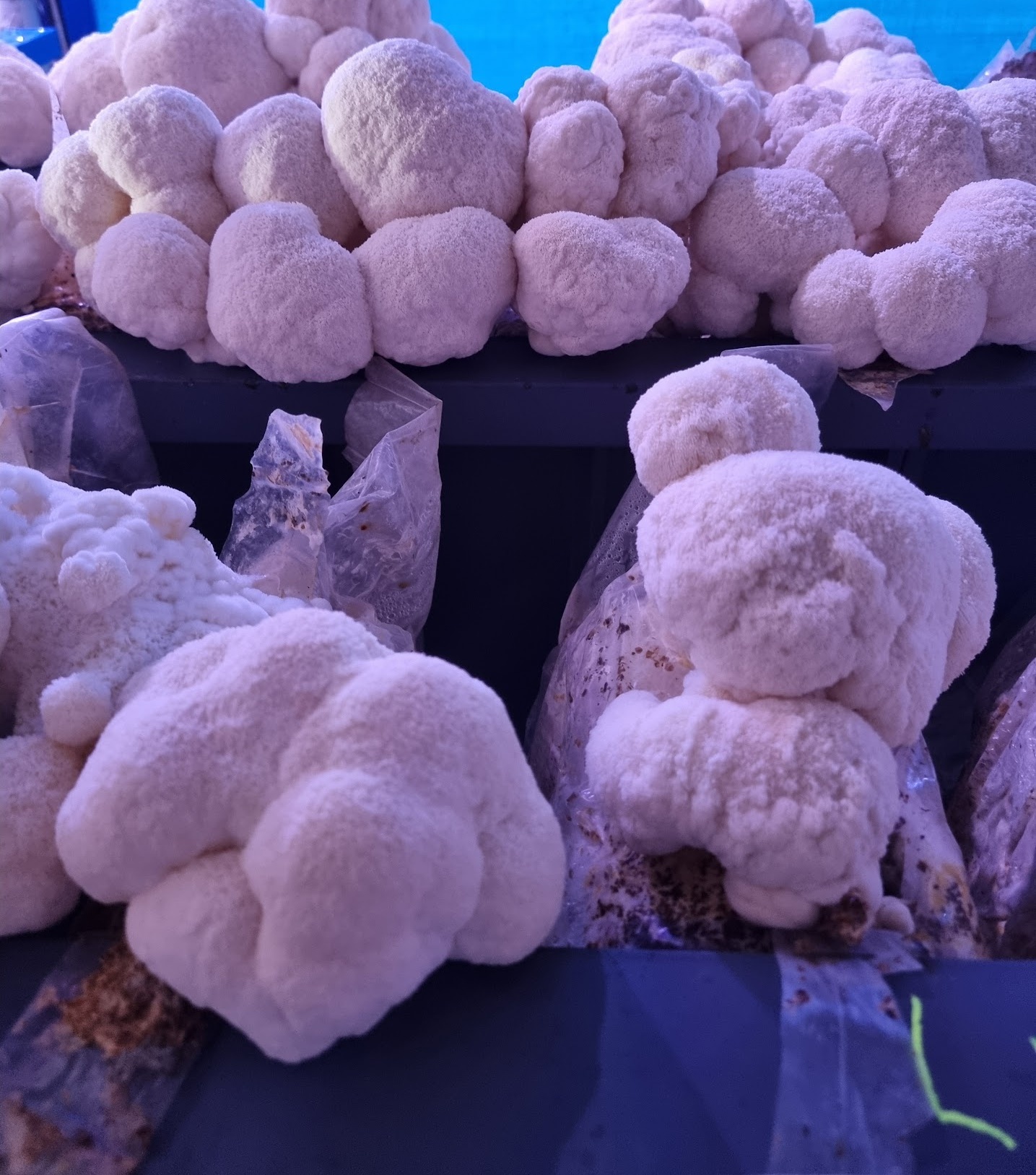 Functional mushrooms, done properly.
