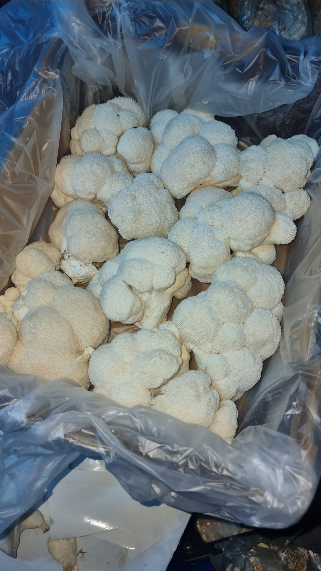 Harvest bag full of fresh Lion's Mane