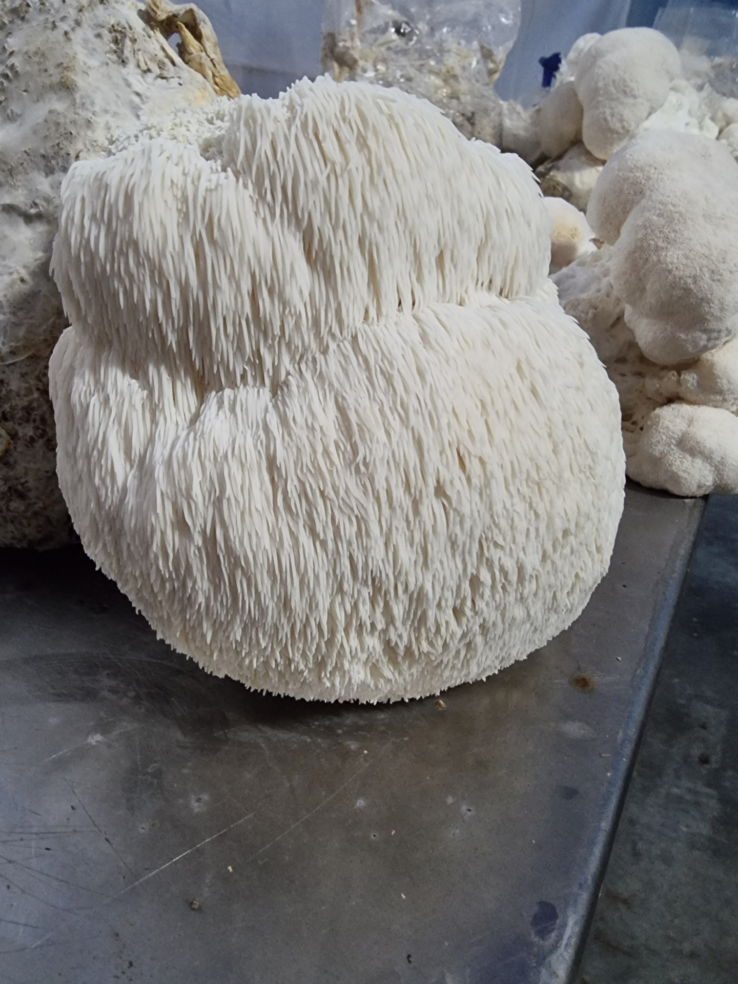 Giant single Lion's Mane fruiting body